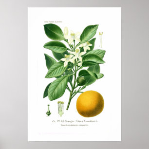 Poster Auranticum d'agrume (orange amère)