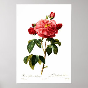 Poster Aurelianensis de gallica de Rosa