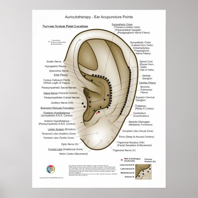 Poster Auriculotherapy Ear Acupuncture (Devant)