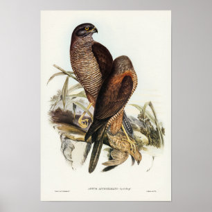 Poster Australian Goshawk par Elizabeth Gould