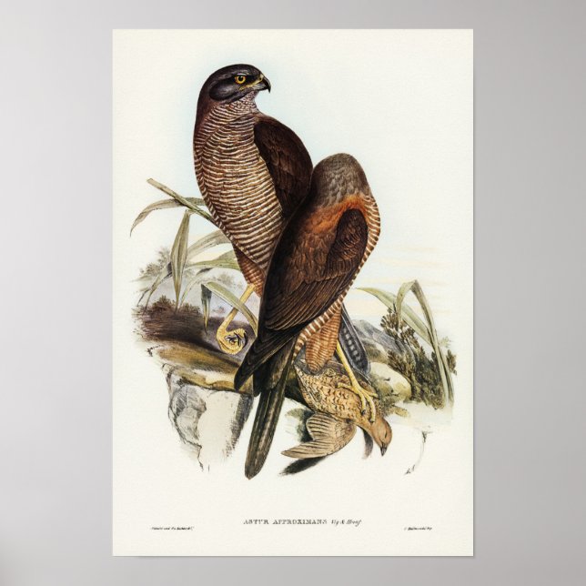 Poster Australian Goshawk par Elizabeth Gould (Devant)