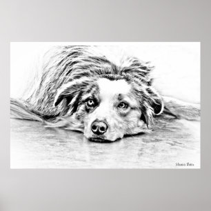 Poster Australian Shepherd dog art