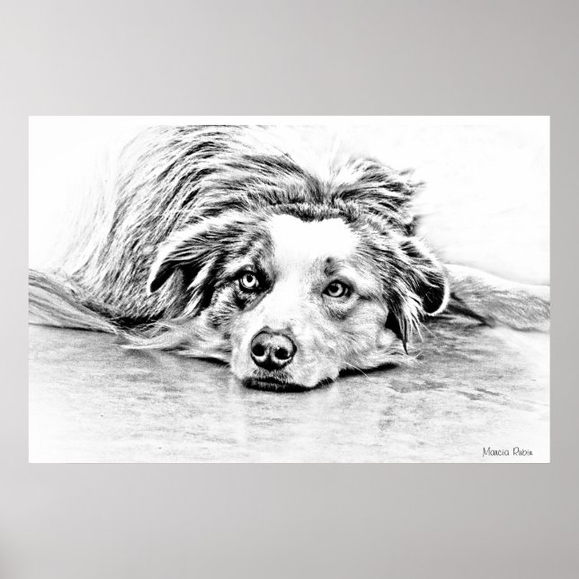 Poster Australian Shepherd dog art (Devant)