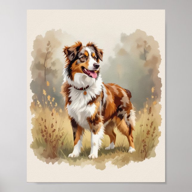 Poster Australian Shepherd Dog Red Merle Aussie (Devant)