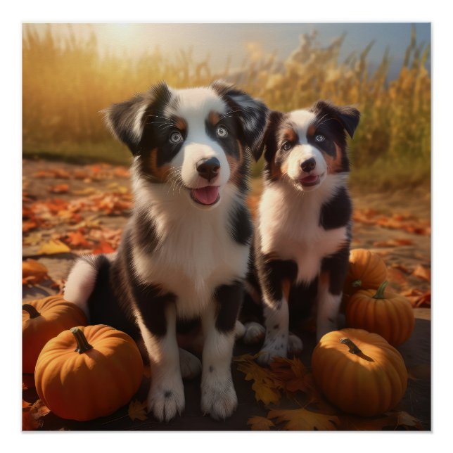 Poster Australian Shepherd Puppy Citrouille de plaisir d' (Devant)