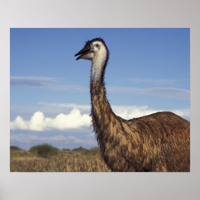 Poster Australie, Australie occidentale. Emu (Dromaius) (Devant)