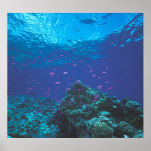 Poster Australie, Grande Barrière de corail. Fourmillant 