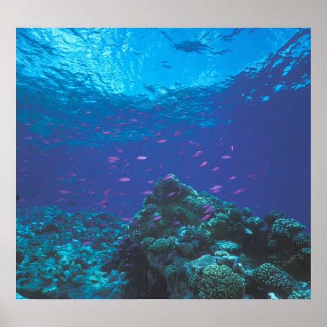 Poster Australie, Grande Barrière de Corail. Violet Swiss (Devant)