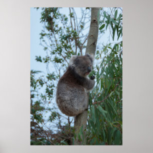 Poster Australie Kangaroo Island Koala dans un arbre