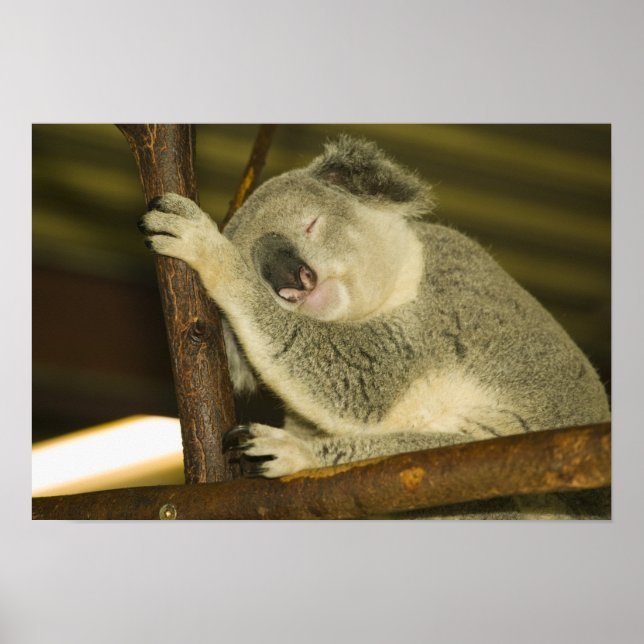 Poster Australie, Queensland, Brisbane. Arborescence des  (Devant)