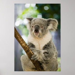 Poster Australie, Queensland, Brisbane, Fig Tree