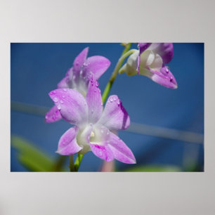 Poster Australie, Territoire du Nord, Darwin