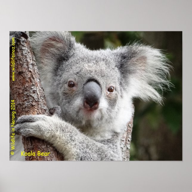 Poster Australien Koala (Devant)