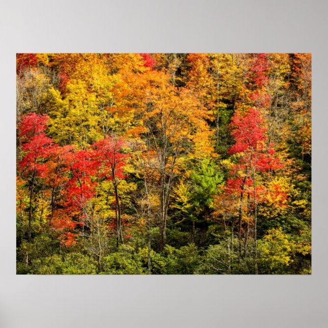 Poster Automne à Sims Pond North Carolina, Blue Ridge (Devant)