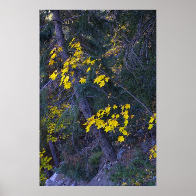 Poster Automne dans les montagnes 4 (Devant)