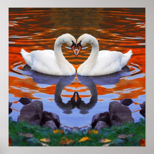 Poster Automne Lac d'automne Réflexions des cygnes en amo (Devant)
