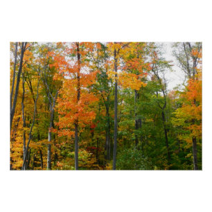 Poster Automne Maple Trees Automne Photographie de la nat