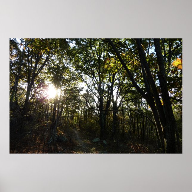 Poster Automne Matin au Parc national de Shenandoah (Devant)