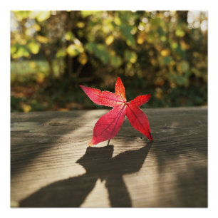Poster Automne Rouge Purple Leaf soleil