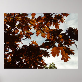 Poster Automne transparent