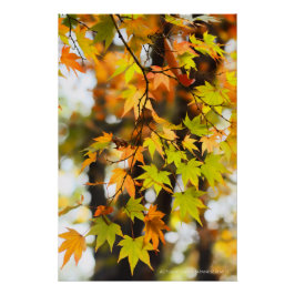 Poster Autumn Leaves [Glossy Poster]