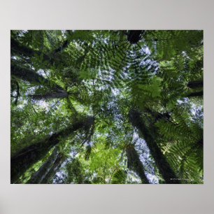 Poster Auvents des arbres de ponga dans le buisson