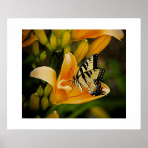 Poster aux papillons