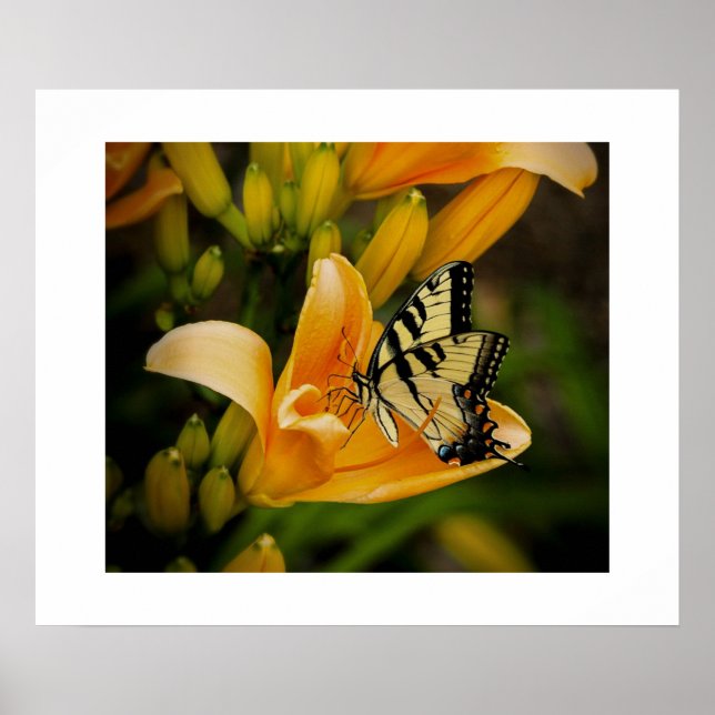 Poster aux papillons (Devant)