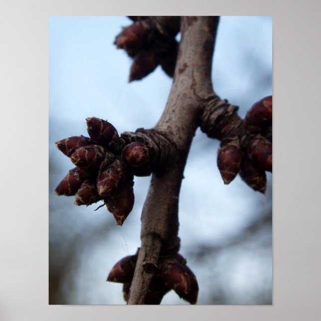 Poster Avant l'affiche Blossom (Devant)