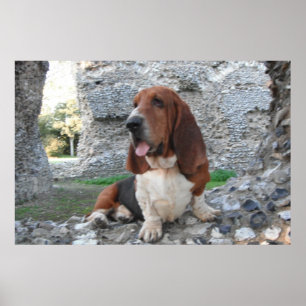 Poster Avec Basset Hound Castle Ruin Visite