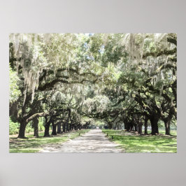 Poster Avenue des Chênes, Boone Hall Plantation Aquarelle