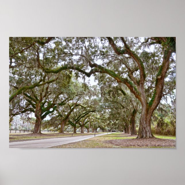 Poster Avenue des Chênes sur South Carolina Plantation (Devant)