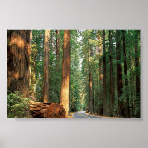 Poster Avenue of the Giants, Humboldt, CA
