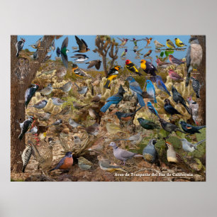 Poster Aves de Traspatio del Sur de California