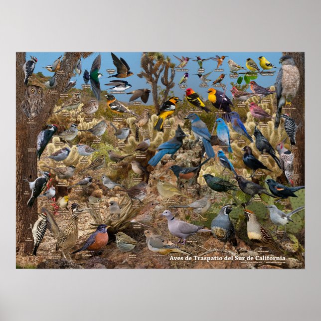 Poster Aves de Traspatio del Sur de California (Devant)