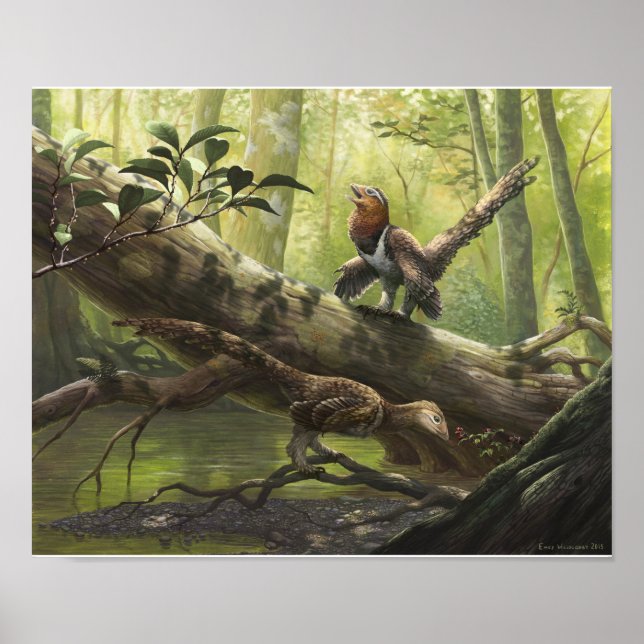 Poster Avian Balaur bondoc (Devant)