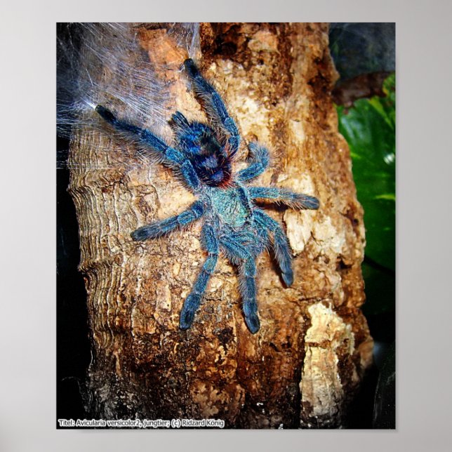 Poster Avicularia versicolor (Devant)