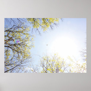 Poster Avion dans le ciel encadré par des arbres