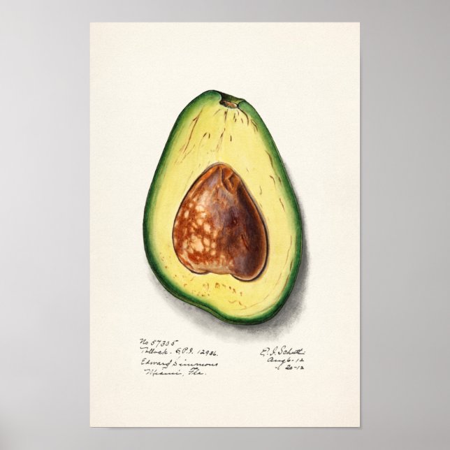 Poster Avocado (Persa) Peinture d'aquarelle aux fruits (Devant)