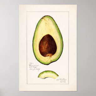 Poster Avocado (Persea) Peinture d'aquarelle aux fruits