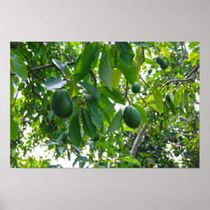 Poster Avocatier dans un verger sur l'île d'Hawaï