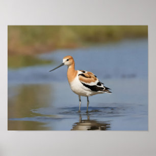 Poster Avocet américain debout dans l'eau