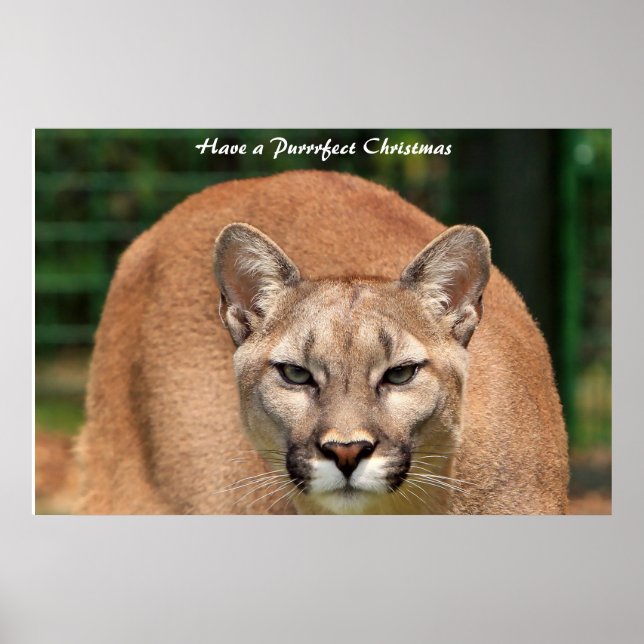 Poster Avoir un Noël parfait (Devant)