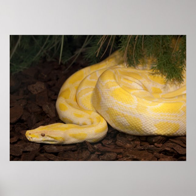 Poster Awesome Yellow Burmese Python (Devant)