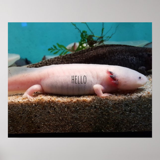 Poster Axolotl leuciste (Devant)