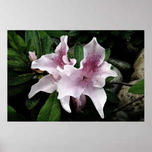 Poster Azalea