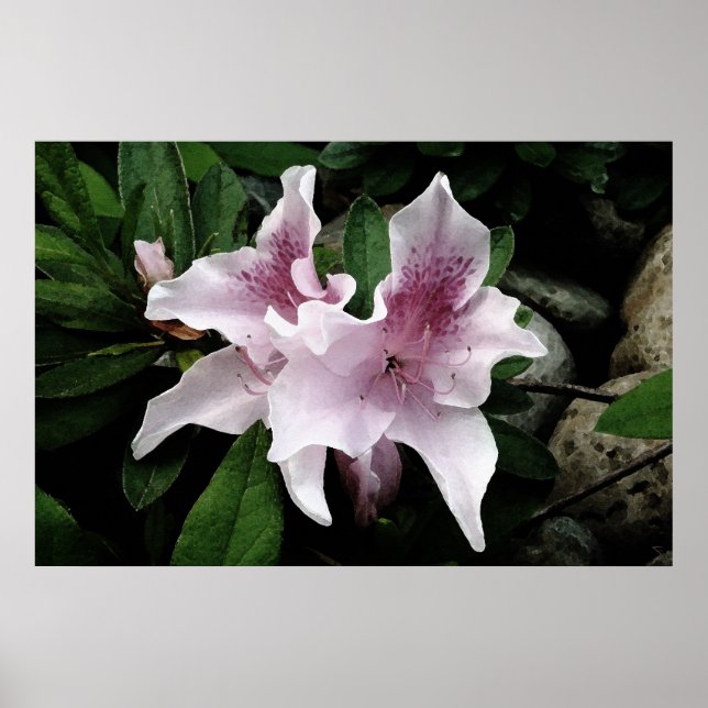 Poster Azalea (Devant)