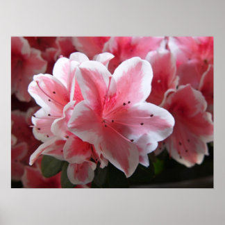 Poster Azalea #3