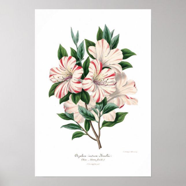 Poster Azalea indica bealii (Devant)