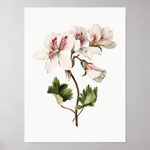 Poster Azaleas